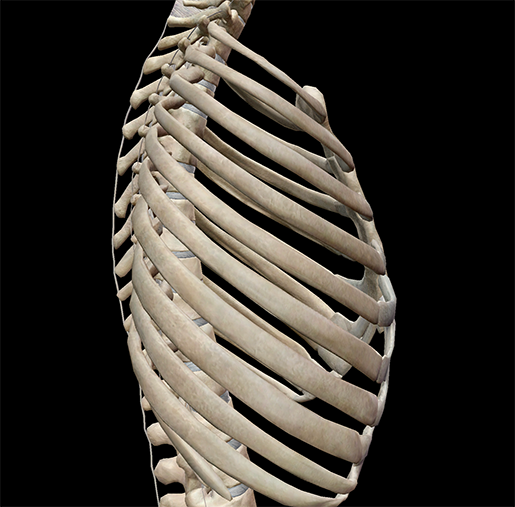 thoracic-cage-lateral-ribs-bone